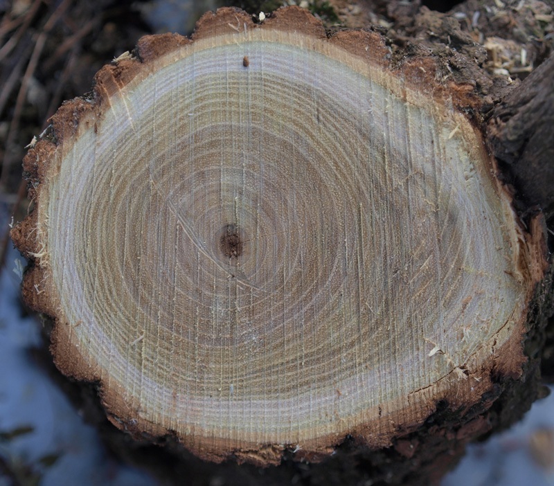 black locust