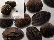 Juglans nigra